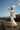 Cecily White Beach Dress